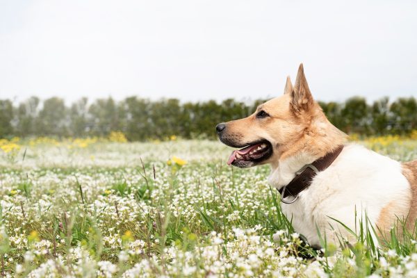 Cute mixed breed shepherd dog on green grass in spring flowers Cute mixed breed shepherd dog on green grass in spring flowers