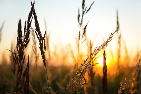 Dry grass-panicles of the Pampas against orange sky with a setting sun. Dry grass-panicles of the Pampas against orange sky with a setting sun.
